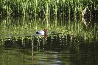 Pochard on a lake, spring, Germany