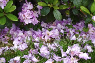 Rhododendron in bloom, end of May, Germany