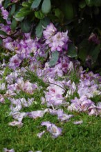 Rhododendron in bloom, end of May, Germany