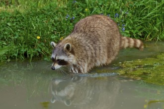 A raccoon (Procyon lotor) stands in the water and is reflected, surrounded by green grass, France