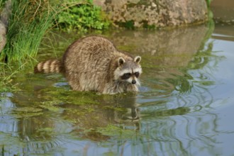 A raccoon (Procyon lotor), standing in a shallow body of water, surrounded by plants and stones,