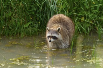 A raccoon (Procyon lotor), standing in shallow water surrounded by green vegetation, France