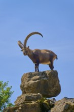 An ibex (Capra ibex), standing steadfast on a high rock under a blue sky, Germany