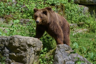 Brown bear (Ursus arctos), in the forest on rocks, surrounded by lush greenery and natural