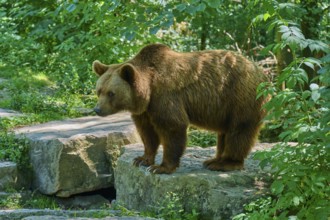 Brown bear (Ursus arctos), on rocks in the forest, surrounded by dense green leaves and nature,