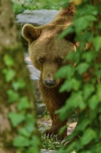 Hidden brown bear (Ursus arctos), looking through dense leaves in the forest, natural habitat,