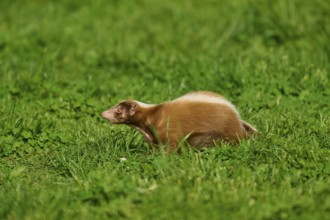 A skunk (Mephitis mephitis), moving through a green meadow, France