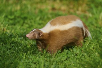A brown skunk (Mephitis mephitis) with white stripes runs across a green meadow, France