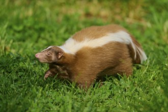A skunk (Mephitis mephitis), with a striking fur pattern, moves through grassy terrain, France