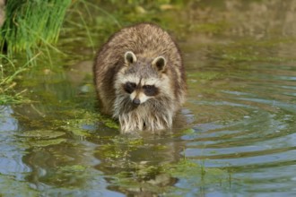 A raccoon (Procyon lotor), standing calmly in the water with surrounding plants, France