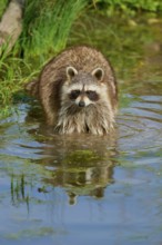 A raccoon (Procyon lotor), in the water, surrounded by plants, France