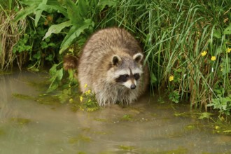 A raccoon (Procyon lotor), on the bank of a body of water, surrounded by plants, France