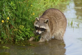 Raccoon (Procyon lotor), in the water near green plants with yellow flowers, France