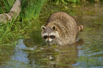A raccoon (Procyon lotor), standing in shallow water surrounded by grasses, France