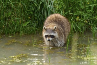 A raccoon (Procyon lotor), standing in the water near an overgrown bank, France
