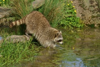 A raccoon (Procyon lotor), jumping into the water, surrounded by grasses and stones, France