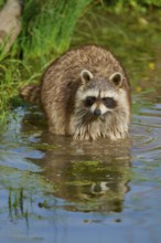 Raccoon (Procyon lotor), standing in water, clear reflection, surrounded by plants, France