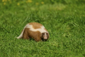 A skunk (Mephitis mephitis), with a white stripe stands on a green meadow, France