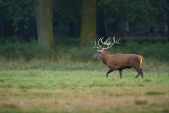 A red deer (Cervus elaphus) with antlers moves through a light-flooded forest meadow, Germany