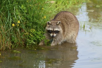 A raccoon (Procyon lotor), standing by the water between plants with yellow flowers, France