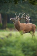 A majestic red deer (Cervus elaphus) with impressive antlers in the forest, Germany