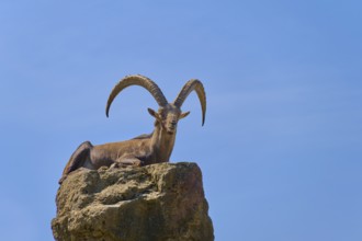 A recumbent ibex (Capra ibex), sunbathing on a rock under a clear sky, Germany