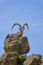 An ibex (Capra ibex) lying on a rock, looking serenely under a blue sky, Germany
