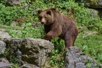 Brown bear (Ursus arctos), moving in the forest on rocks, surrounded by green vegetation, Germany