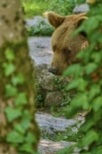 Brown bear (Ursus arctos), looks through leaves in the forest, appears hidden and in a natural