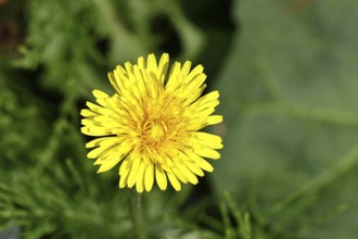 Dandelion (Taraxacum), yellow flower in a meadow, spring, Wilnsdorf, North Rhine-Westphalia,