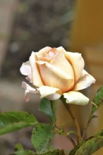 Salmon-coloured rose (Rosa), flower, Wilnsdorf, North Rhine-Westphalia, Germany