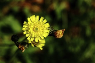 Hieracium lachenalii (Picris hieracioides), hawkweed bitterweed, yellow flower on a rough meadow,