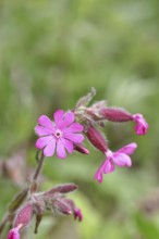 Red campion (Silene dioica), close-up of a flower in a meadow, Wilnsdorf, North Rhine-Westphalia,