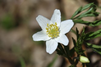 Wood anemone (Anemone nemorosa), flower, Wilnsdorf, North Rhine-Westphalia, Germany