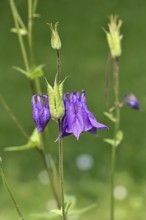 Columbine (Aquilegia vulgaris), blue flower at the edge of a forest, Wilnsdorf, North