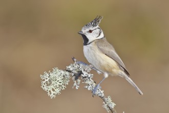 Crested Tit (Lophophanes scalloped ribbonfish), on a branch overgrown with lichen, Wilnsdorf, North
