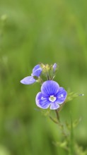 Flower of Gamander speedwell (Veronica chamaedrys), in a deciduous forest, blue blossom, spring,