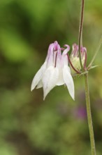 Columbine (Aquilegia vulgaris), white flower at the edge of a forest, Wilnsdorf, North