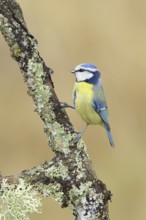 Blue tit (Parus caeruleus), sitting on a branch overgrown with lichen, Wilnsdorf, North