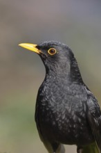 Blackbird (Turdus merula), male, animal portrait, Wilnsdorf, North Rhine-Westphalia, Germany