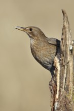 Blackbird (Turdus merula), female, sitting on an old tree stump in the forest, Wilnsdorf, North