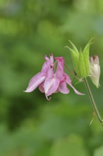 Columbine (Aquilegia vulgaris), pink flower at the edge of a forest, Wilnsdorf, North