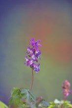 Hollow larkspur (Corydalis cava), inflorescence in a beech forest, Wilnsdorf, North