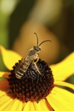 Yellow-banded furrow bee (Halictus scabiosae), on yellow coneflower (Echinacea paradoxa),