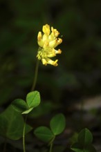Kidney vetch, Anthyllis vulneraria, spring, Germany