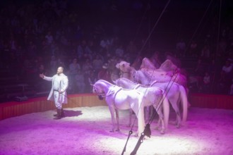 Performance by Circus Barelli in Mannheim***Picture: Animal training with Franz Barelli