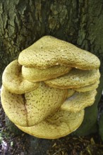 Tree fungus dryad's saddle, dryad's saddle (Cerioporus squamosus), on an old tree trunk