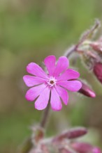 Red campion (Silene dioica), close-up of a flower in a meadow, Wilnsdorf, North Rhine-Westphalia,