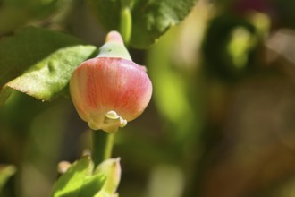 Blossom of the European blueberry, blueberry, wild blueberry (Vaccinium myrtillus), close-up,