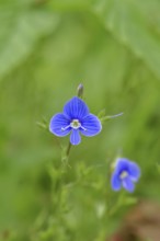 Flower of Gamander speedwell (Veronica chamaedrys), in a deciduous forest, blue blossom, spring,